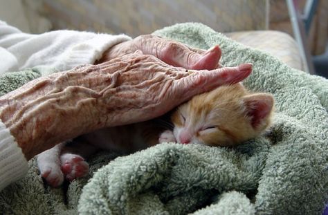 The Healing Power of Pets