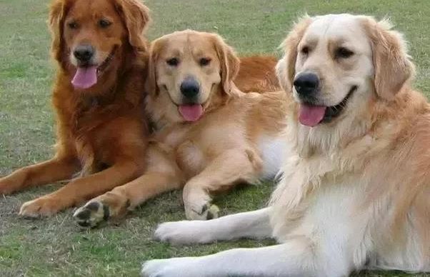 Mobile Pet Vaccinations