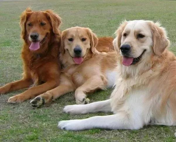 Mobile Pet Vaccinations