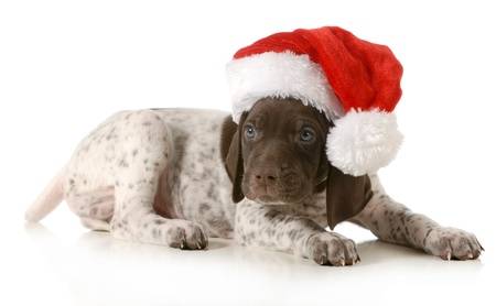 Keeping Your Fur Babies Safe During The Holiday Season