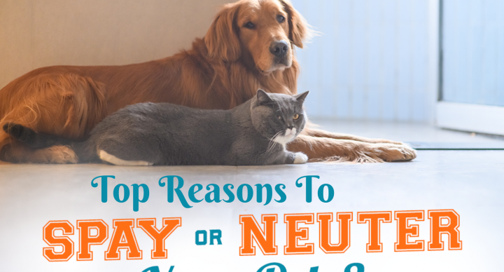 Top Reasons to Spay or Neuter your Adorable Pet