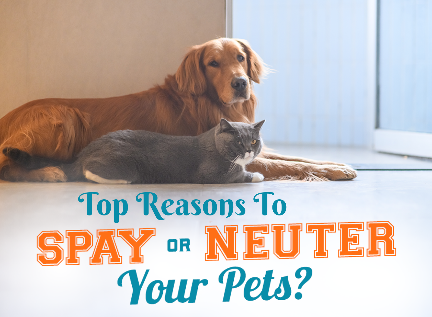 Top Reasons to Spay or Neuter your Adorable Pet