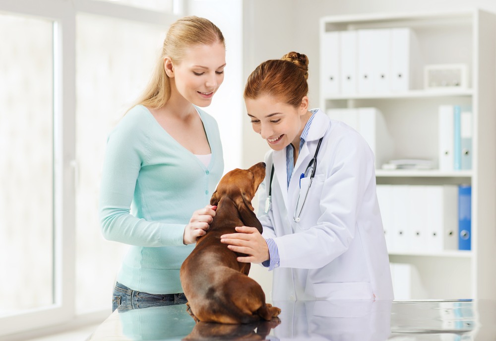 Signs You Should Take Your Dog to the Vet! | Ask The Vet ATL.