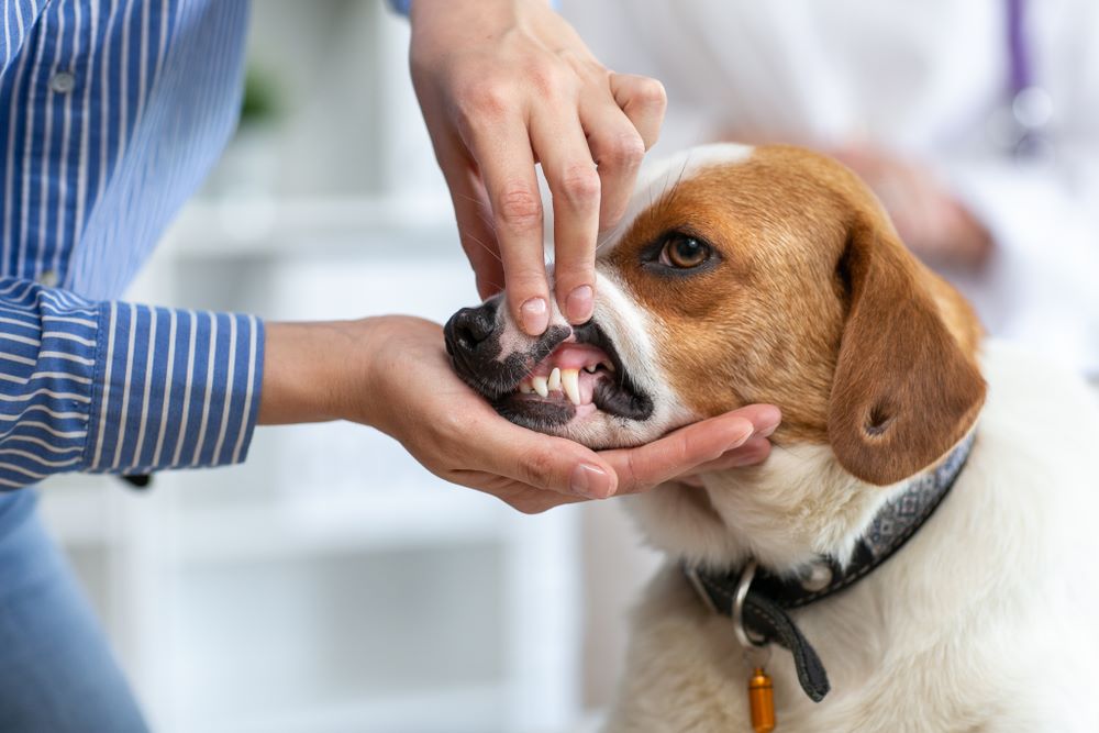 Pet Dental Specialists in Atlanta Ask The Vet Ask The